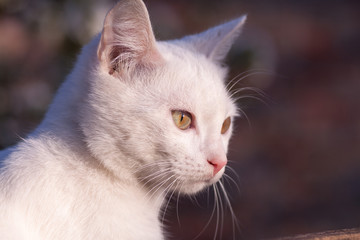 Naklejka na ściany i meble Portrait of Pure White Russian Cat front view