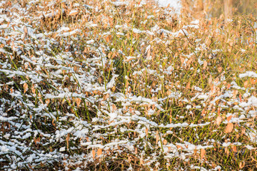 Close-up background material of winter snow-covered flora