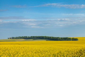 Sunny landscape with fields
