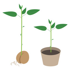 アボカドの若木とその鉢植えのイラス