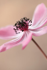 Zawilec różowy - anemony