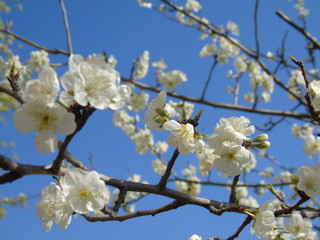 Liguria, Italy – 03/31/2019: Beautiful caption of the cherry tree and other different fruit plants with first amzing spring flowers in the village and an incredible blue sky in the background. 