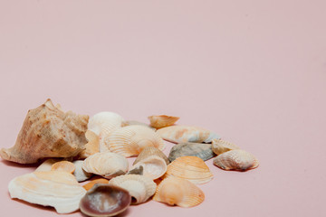 Seashells on pink background with copy space