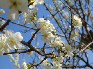 Liguria, Italy – 03/31/2019: Beautiful caption of the cherry tree and other different fruit plants with first amzing spring flowers in the village and an incredible blue sky in the background. 