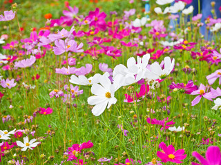 Obraz premium Cosmos flower at flora park the favorite flower tourist must go to visit and take photos for keeping in memories.