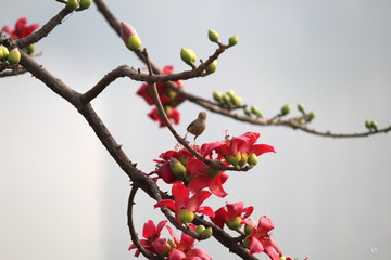Bird on branch