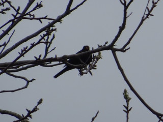 Schwarzer Vogel auf dem Baum