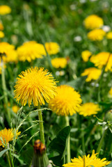 Yellow bright grass plant flower dandelion growing on ground