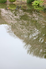 水面に映る桜