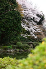 日本庭園の桜