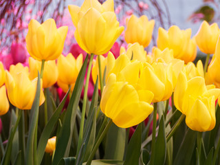 Fototapeta premium Beautiful yellow tulips. A lot of tulips, close-up. Side view, selective focus.