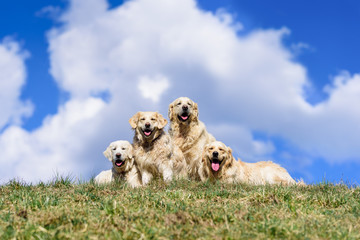 Family of golden retriever. Dad, mum and two puppies. They are sitting on a green lawn and behind them a blue sky with clouds