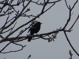 Schwarzer Vogel auf dem Baum