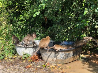 Obraz premium macaques funny swim in a large basin in the jungle in the afternoon
