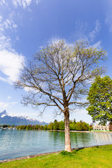 Tree near lake Thun and castle with Stockhorn in Bern Switzerland