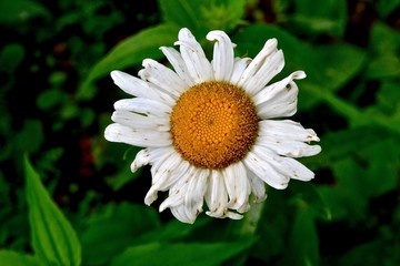 Obraz premium flower in the garden