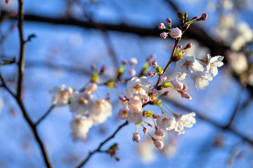 桜と蕾
