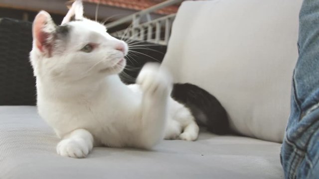 abby domestic shorthair cat grooming on the sofa looking at camera  4k video