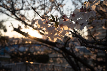 夕日と桜
