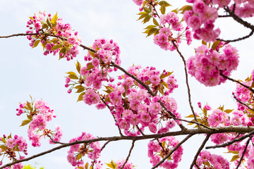 Blooming pink Japanese cherry or sakura flowers in Europe
