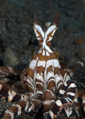 Amazing underwater world - Wunderpus octopus - Wunderpus photogenicus. Diving and underwater photography. Tulamben, Bali, Indonesai.