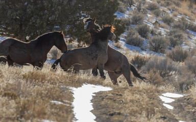 Wild Horses in Utah in Winter