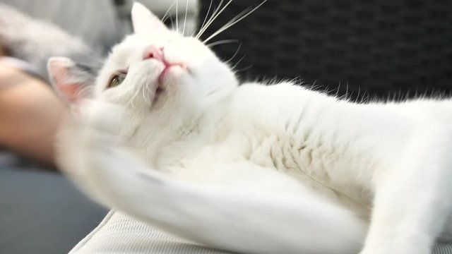abby domestic shorthair cat grooming on the sofa looking at camera  4k video