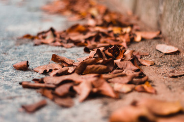 Dried Leaves on the Side of the Road