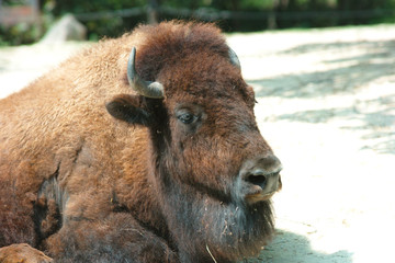 Fototapeta premium アメリカバイソン