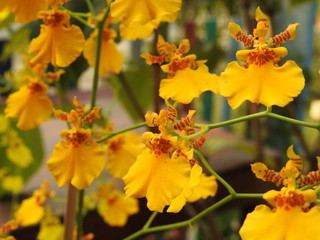 yellow flowers in the garden