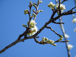 Liguria, Italy – 03/31/2019: Beautiful caption of the cherry tree and other different fruit plants with first amzing spring flowers in the village and an incredible blue sky in the background. 