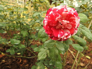 red rose flower in the garden