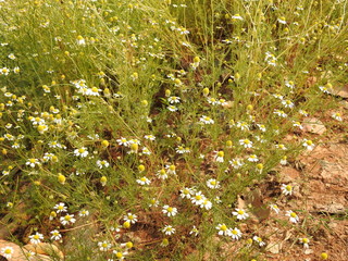 chamomile flower