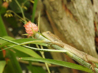 pineapple flower with chameleon 