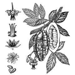 Chocolate Cocoa beans illustration. Engraved style illustration. Sketched hand drawn cacao beans, tree, leafs and branches. - obrazy, fototapety, plakaty