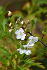 Close-up of White Cherry Blossoms, Nature, Macro