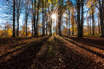 The plateau of Cansiglio / Mount Pizzoc