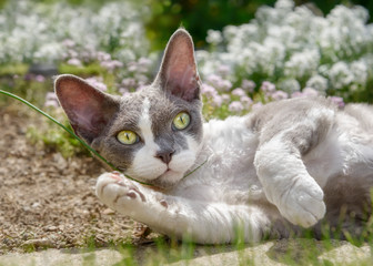 Devon Rex bicolor cat lying in a flowering garden and playing with a blade of grass 