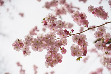 Blüten der japanischen Zierkirsche