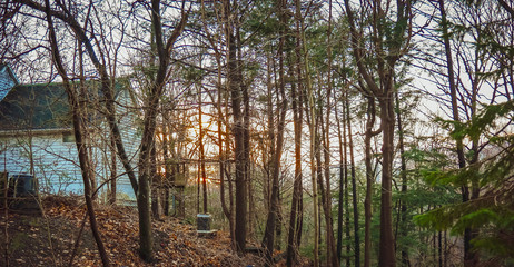 Obraz premium green forest rees