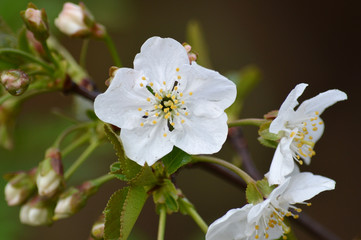 Close-up of White Cherry Blossoms, Nature, Macro