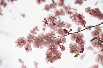 Blüten der japanischen Zierkirsche