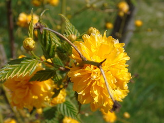 Liguria, Italy – 03/31/2019: Beautiful caption of the cherry tree and other different fruit plants with first amzing spring flowers in the village and an incredible blue sky in the background. 