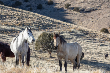 Fototapeta premium Wild Horses in Utah in Winter