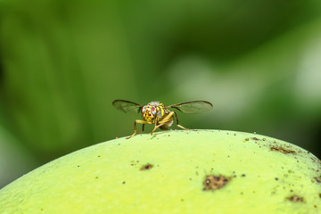 Close up yellow flower fly on mango