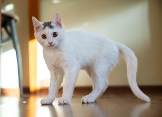 Beautiful white kitten looks into the camera lens