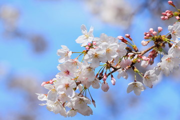 cherry blossoms bloom and blue sky