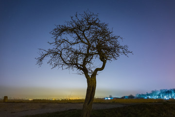 Fototapeta na wymiar Lonely bare tree at night time