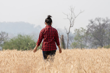 natural traveler during walking in the Wheat Barley field in the harvest season