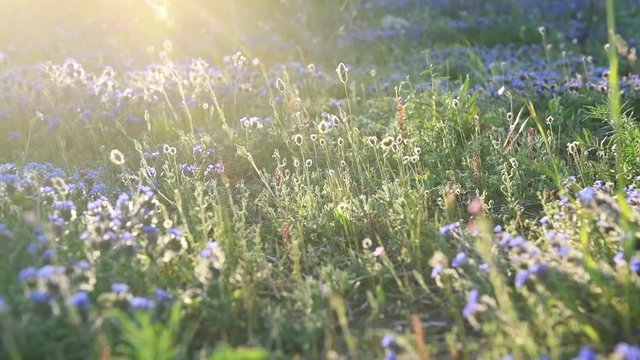 Beautiful spring field of small blue flowers in the sun at dawn with natural blured background, spring concept, Scent of spring in field nature awakening, beautiful sunlight in a grass field